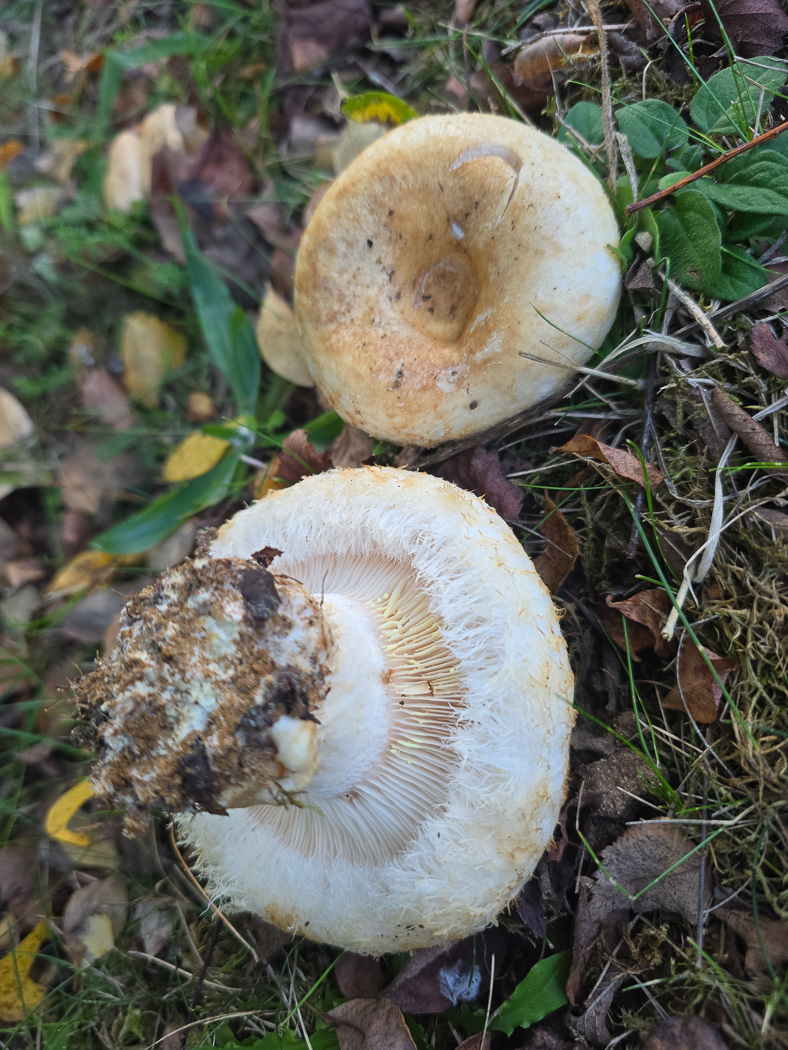 Photo © Jesper Launder Lactarius citriolens by Jesper Launder